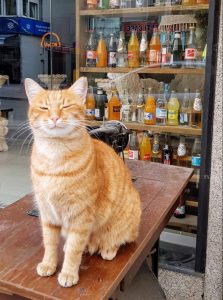 Istanbul Street Cat