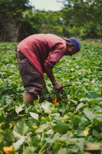 migrant working in field